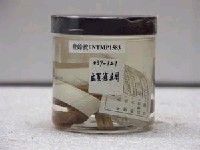藏品(孟加拉豆娘魚)的圖片